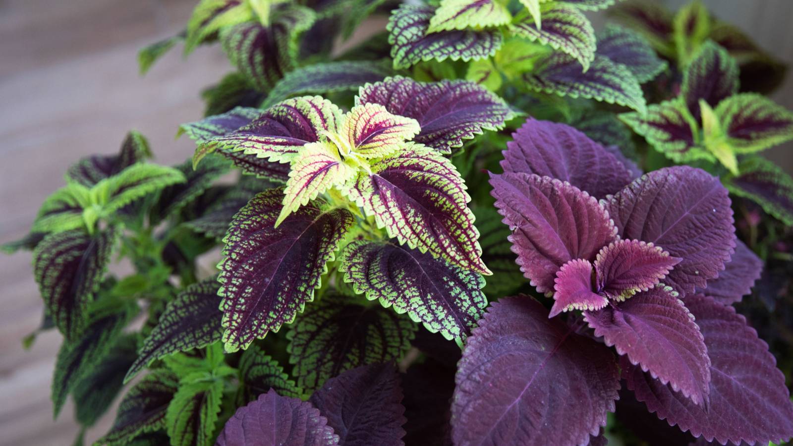7 Plants for North-Facing Windows