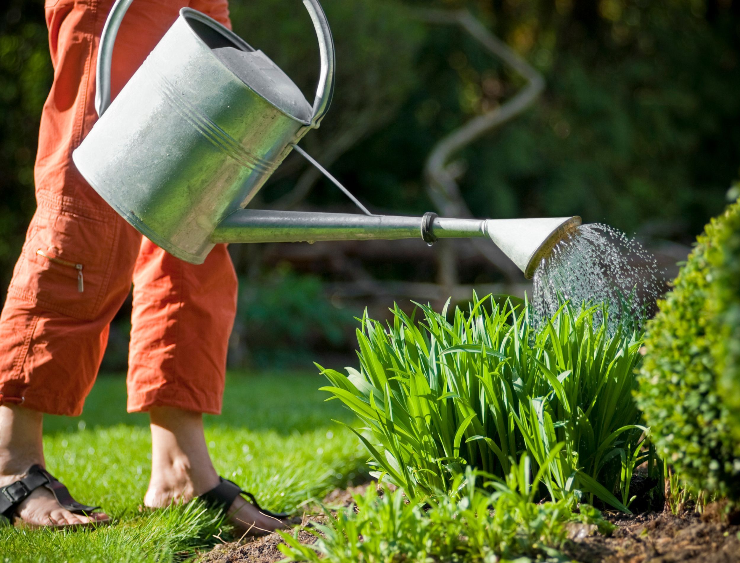 Why You Should Use Urine in Your Garden
