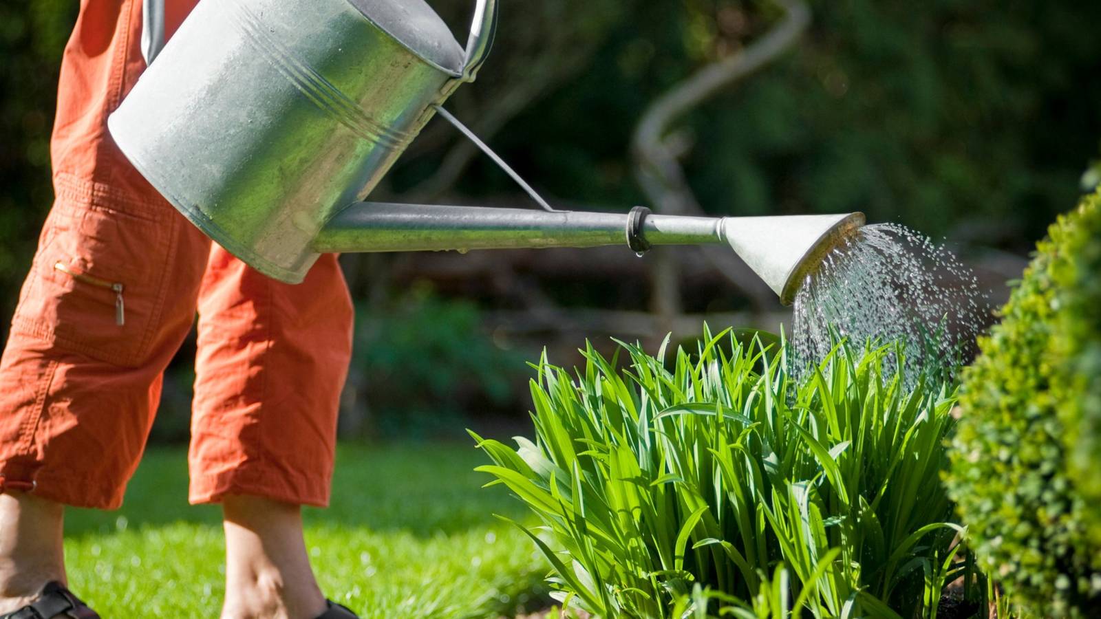 Why You Should Use Urine in Your Garden