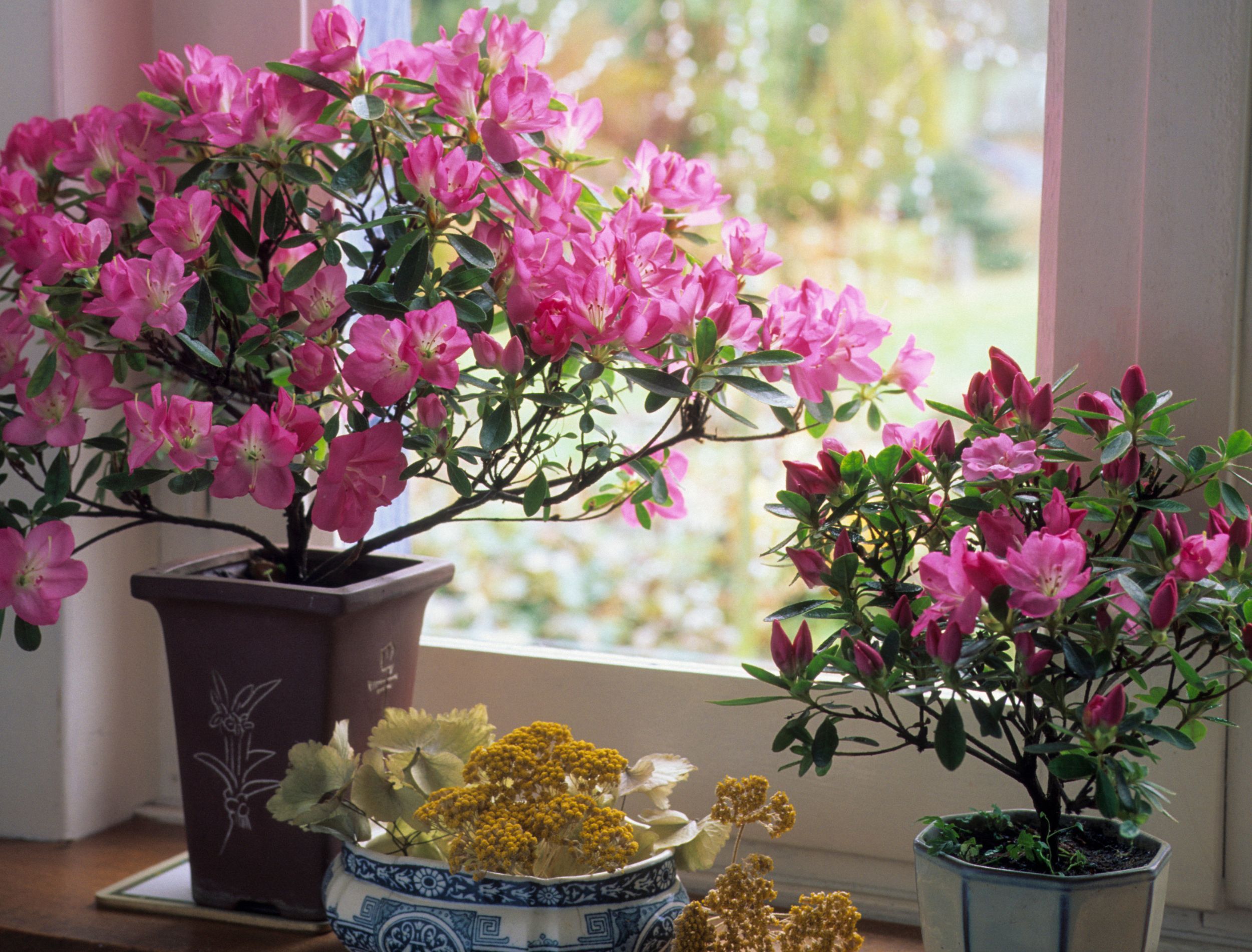 5 Tips for Growing Azaleas in Pots