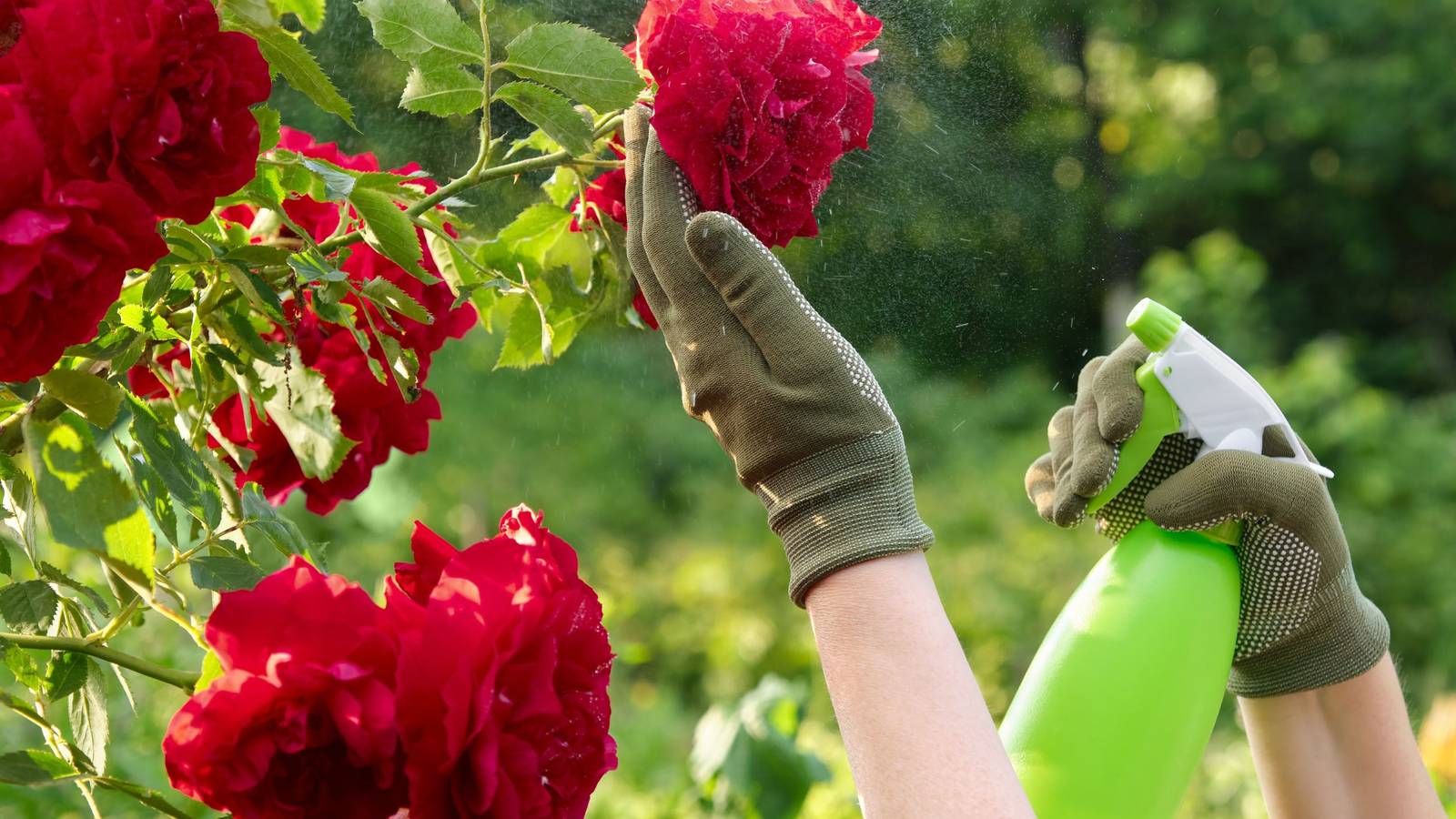 Why You Should Use Epsom Salt for Your Roses