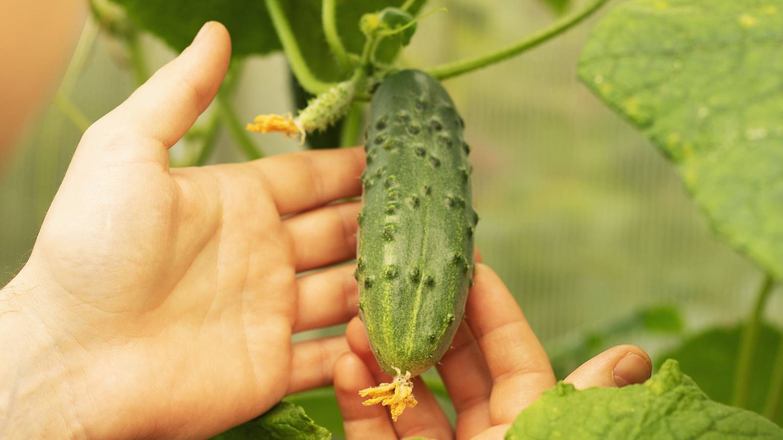 7 Cucumber Varieties to Grow in Your Vegetable Garden
