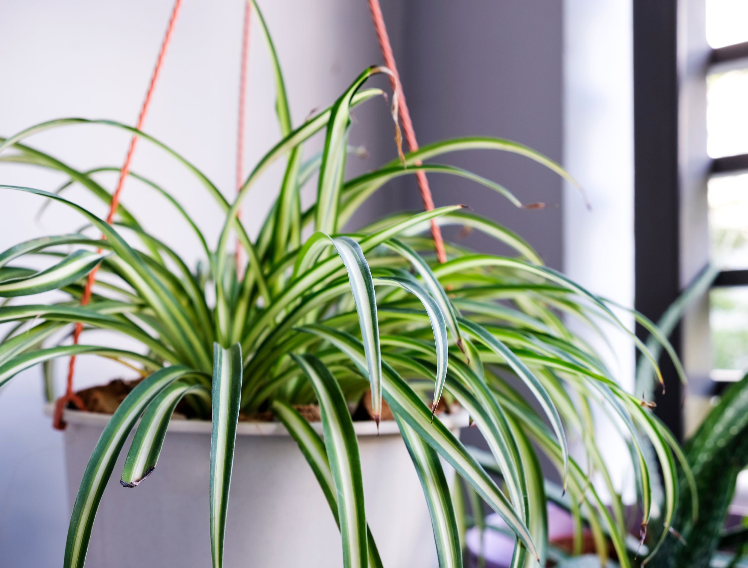 Everything You Should Know About Pruning Spider Plants