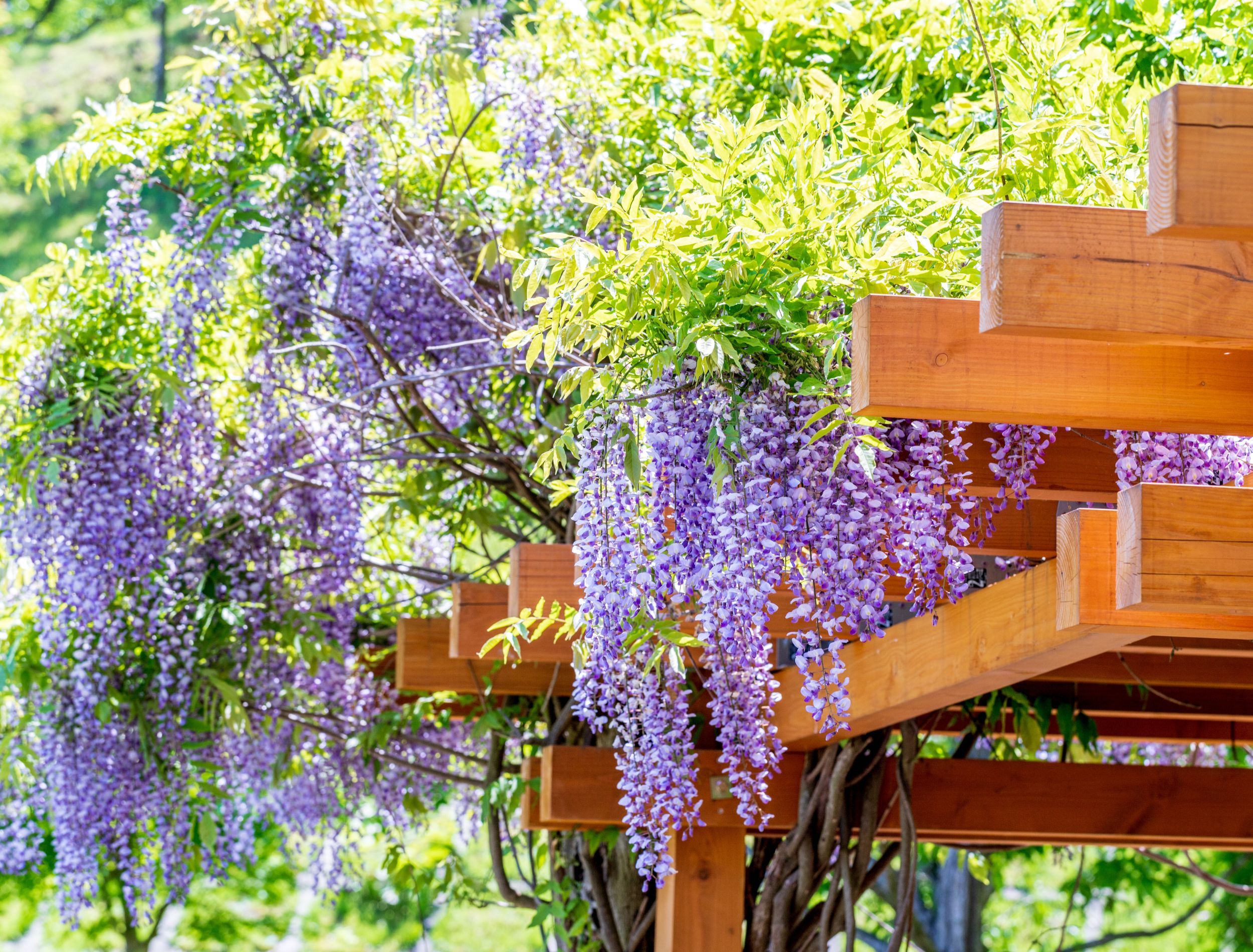 5 Beautiful Types of Wisteria to Grow in Your Yard