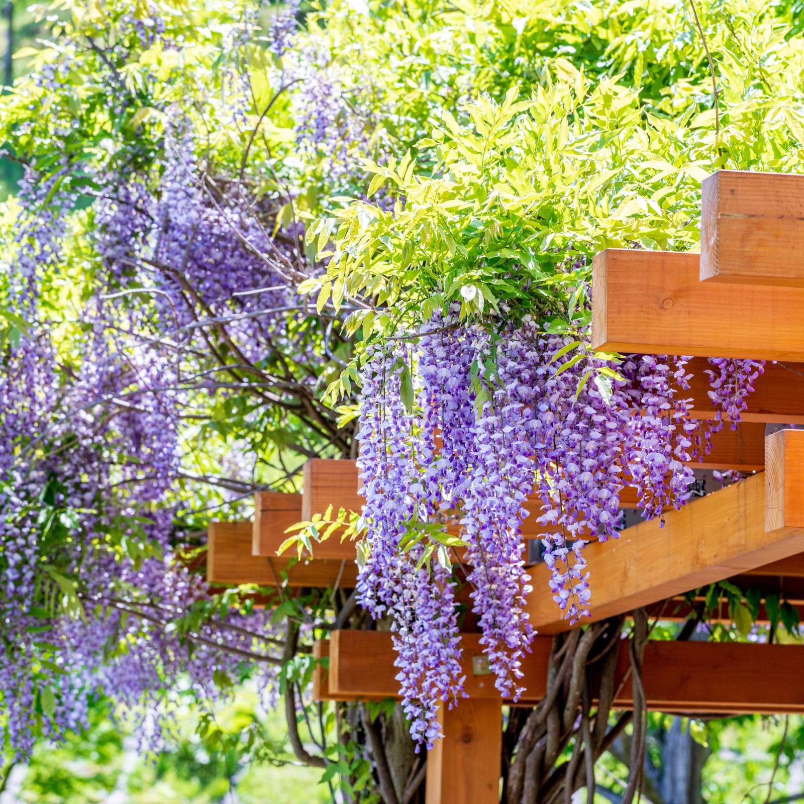5 Beautiful Types of Wisteria to Grow in Your Yard