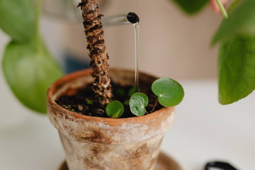 Is Sugar Water Good For Your Plants?