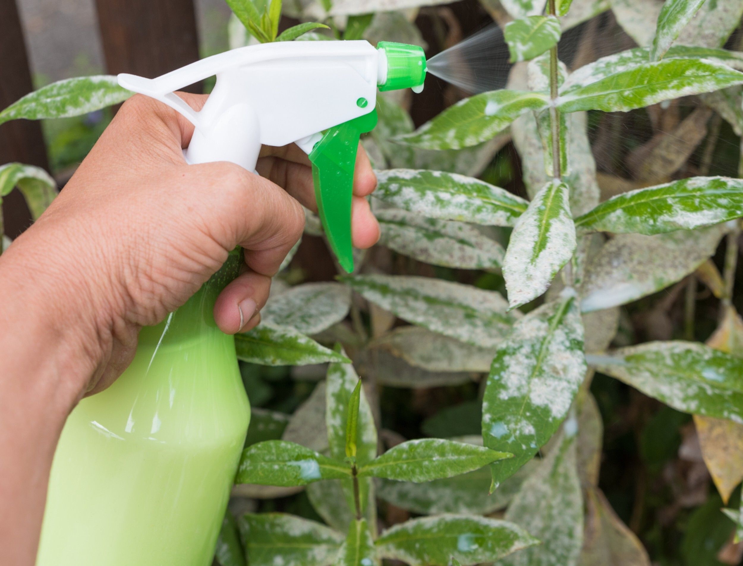 How to Use Milk to Prevent Powdery Mildew