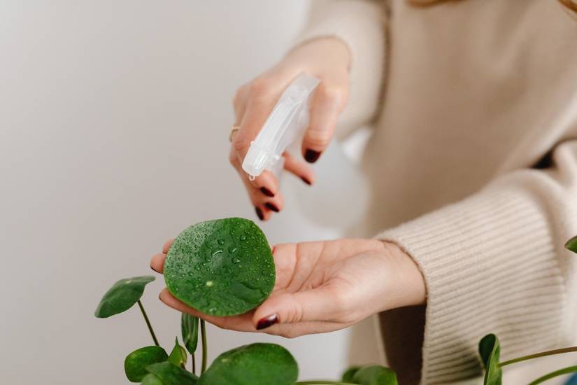 How to Use Baking Soda to Kill Plant Fungus