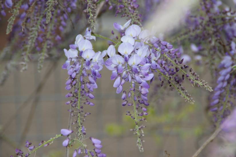 5 Beautiful Types of Wisteria to Grow in Your Yard
