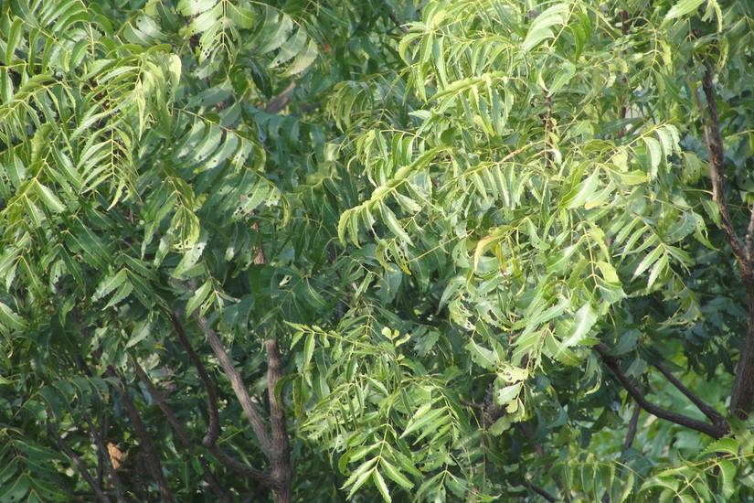 Unleashing the Power of Neem Oil: Finding the Perfect Frequency for ...