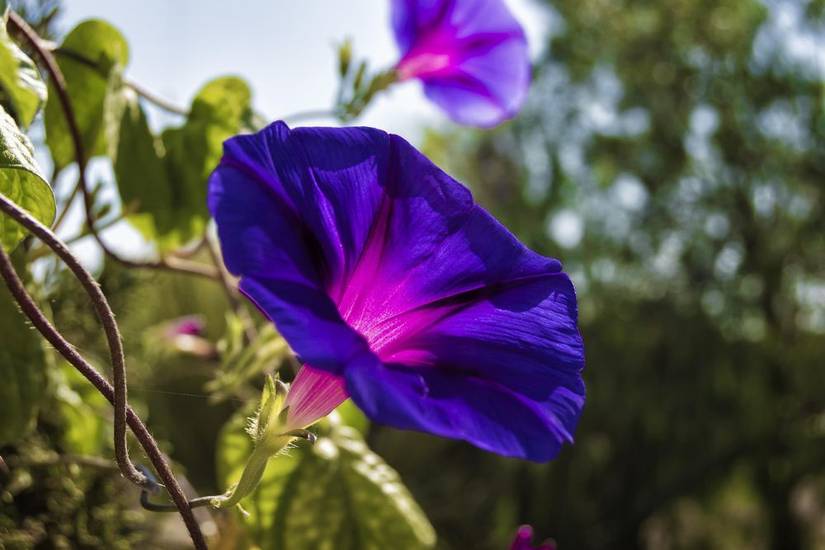 8 Tips For Growing Morning Glory in Pots