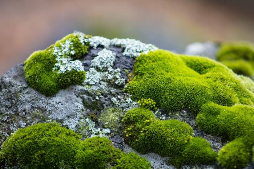 Exploding Moss How to Kill Moss With Vinegar