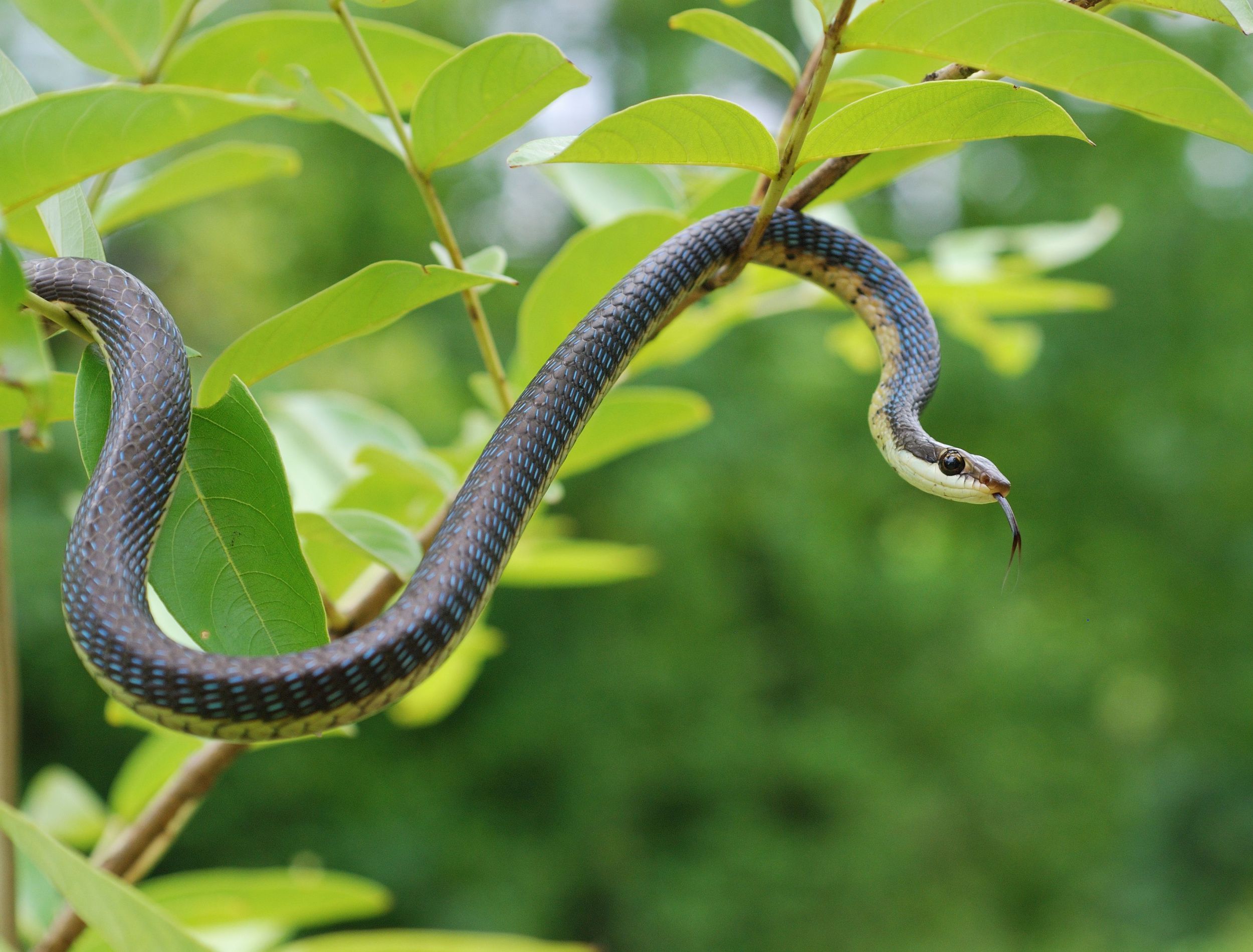 Repel Snakes From Your Yard With These Plants