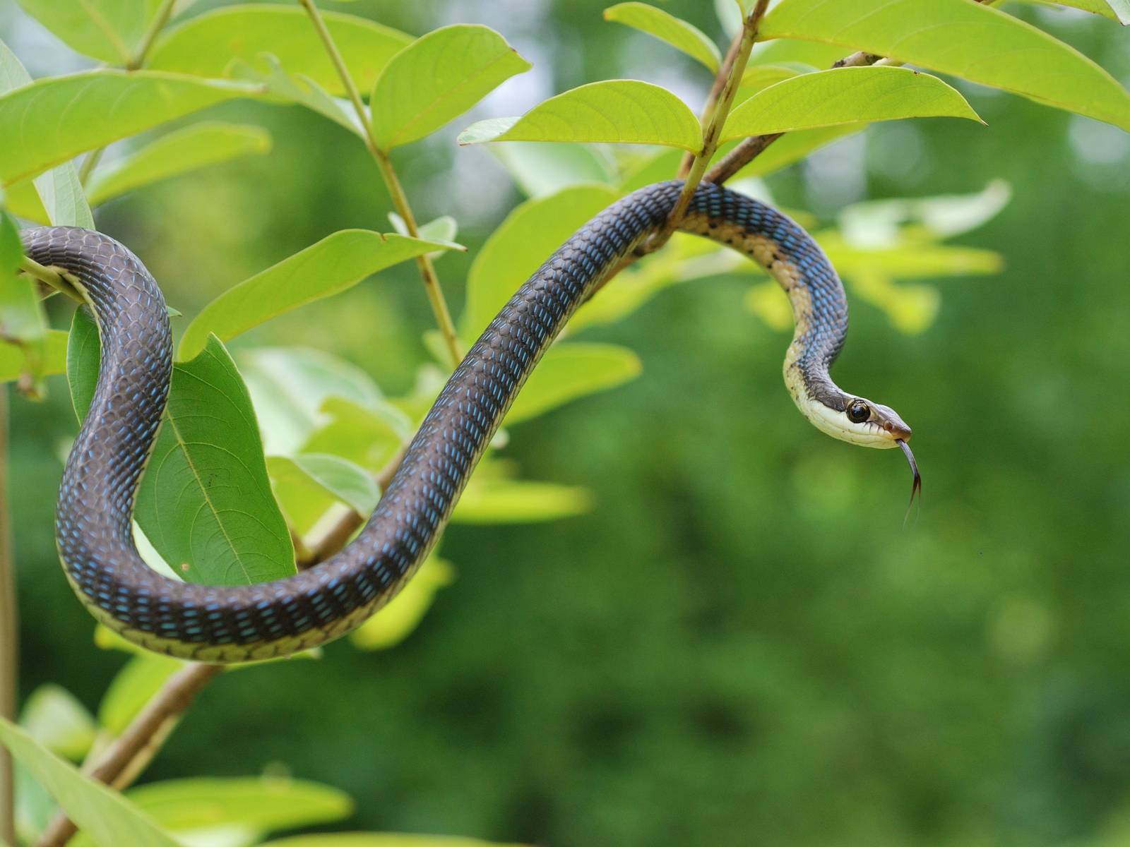 Repel Snakes From Your Yard With These Plants
