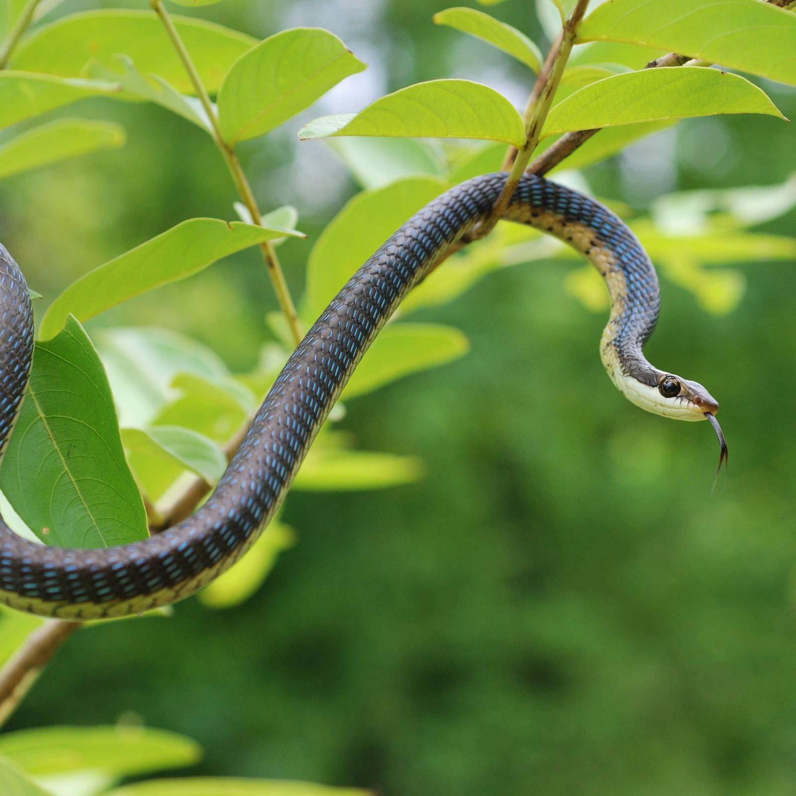 does tobacco plant repel snakes Repel Snakes From Your Yard With These Plants