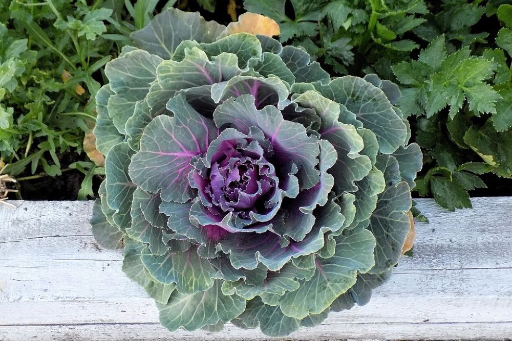 Plant the Best Fall Vegetables in Your October Garden