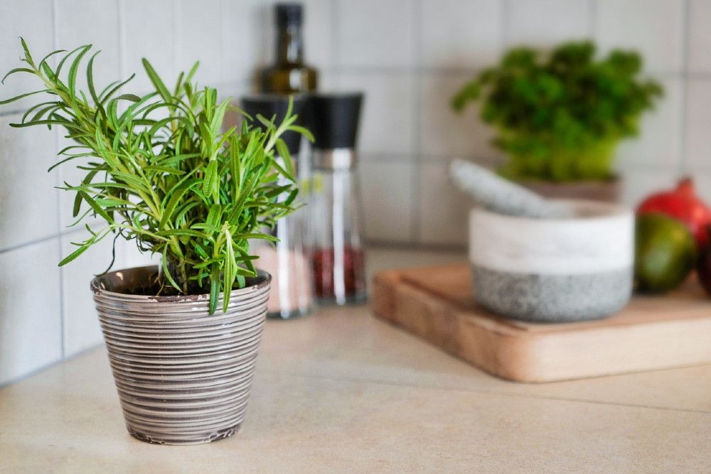 5 Best Herbs to Grow in Your Kitchen