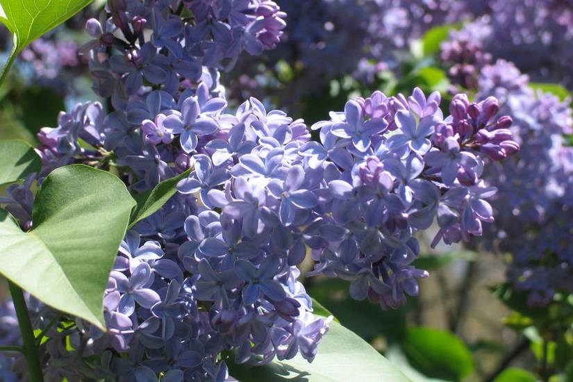 6 Lilac Varieties Perfect For Your Landscape