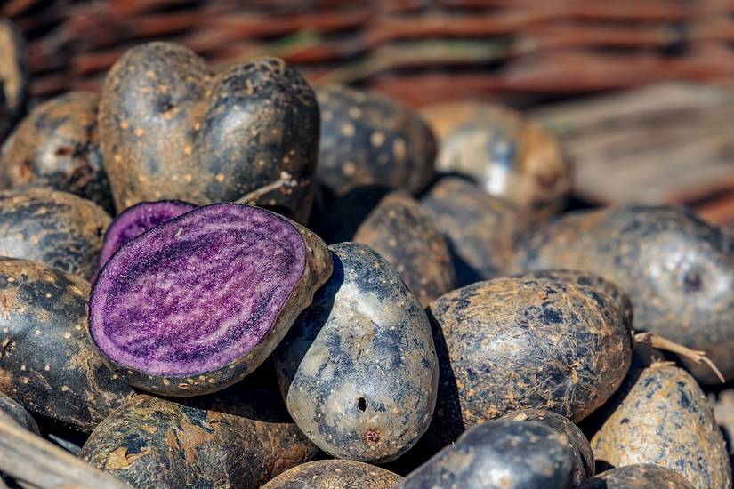 6 Types of Purple and Blue Potatoes to Grow in Your Garden