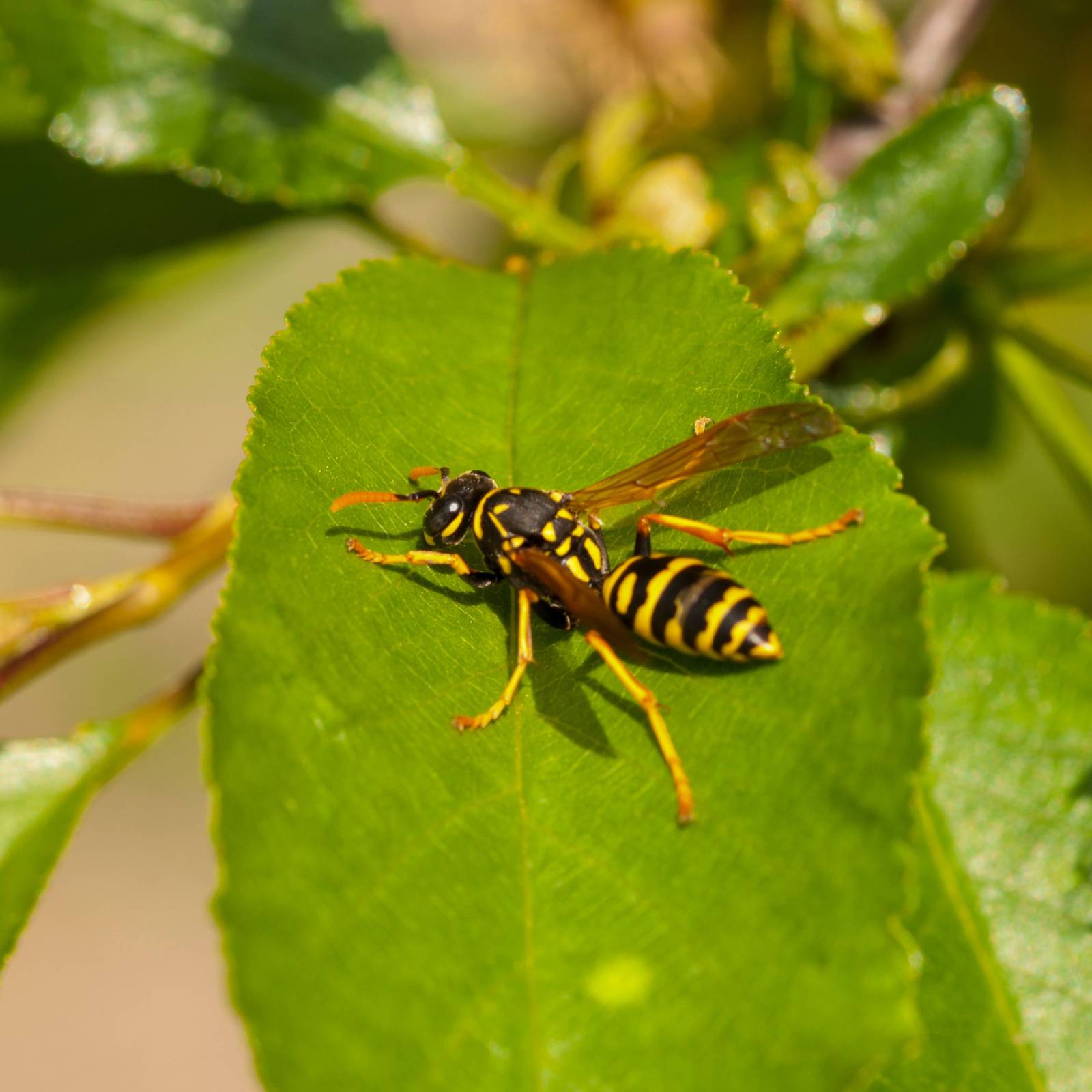 5 Best Plants That Repel Wasps