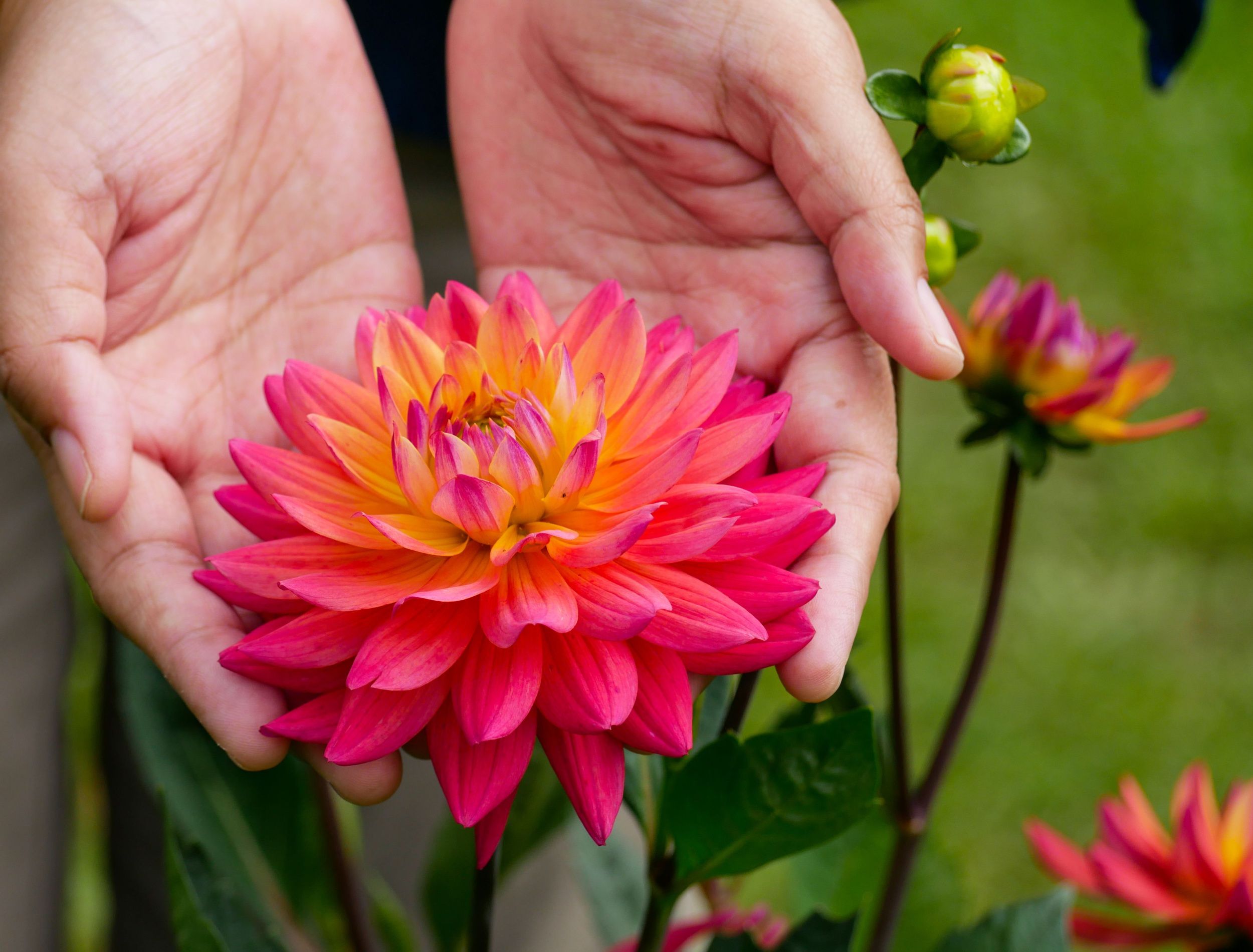 Add the Most Colorful Flowers to Your Garden Ideas