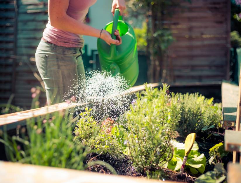 How Often You Should Water Your Garden