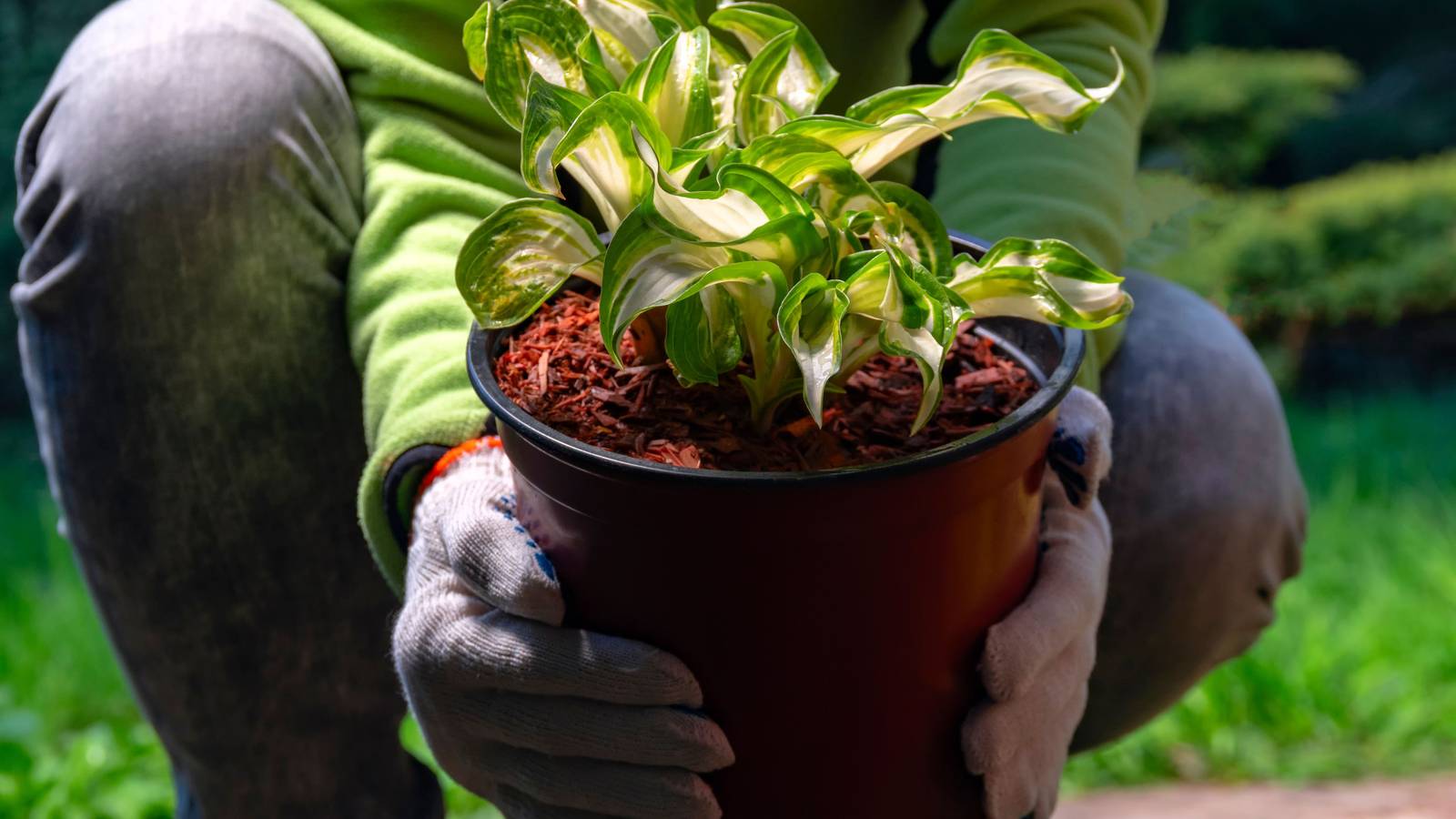 6 Best Flowers For Pots in Shade