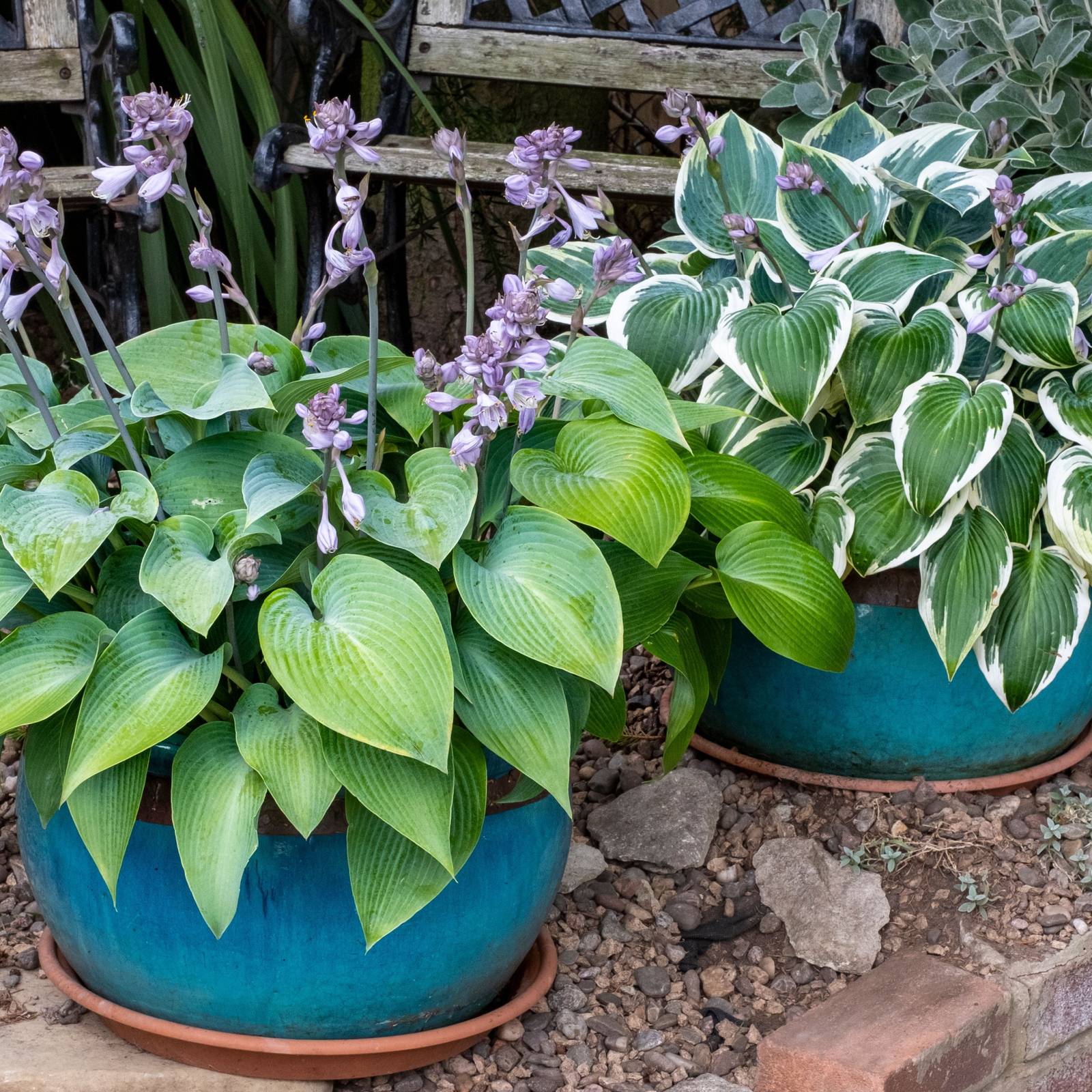 hanging ivy plants English Ivy Plant in Hanging Basket – Lush, Air-Purifying Indoor/Outdo –  The Garland Guy