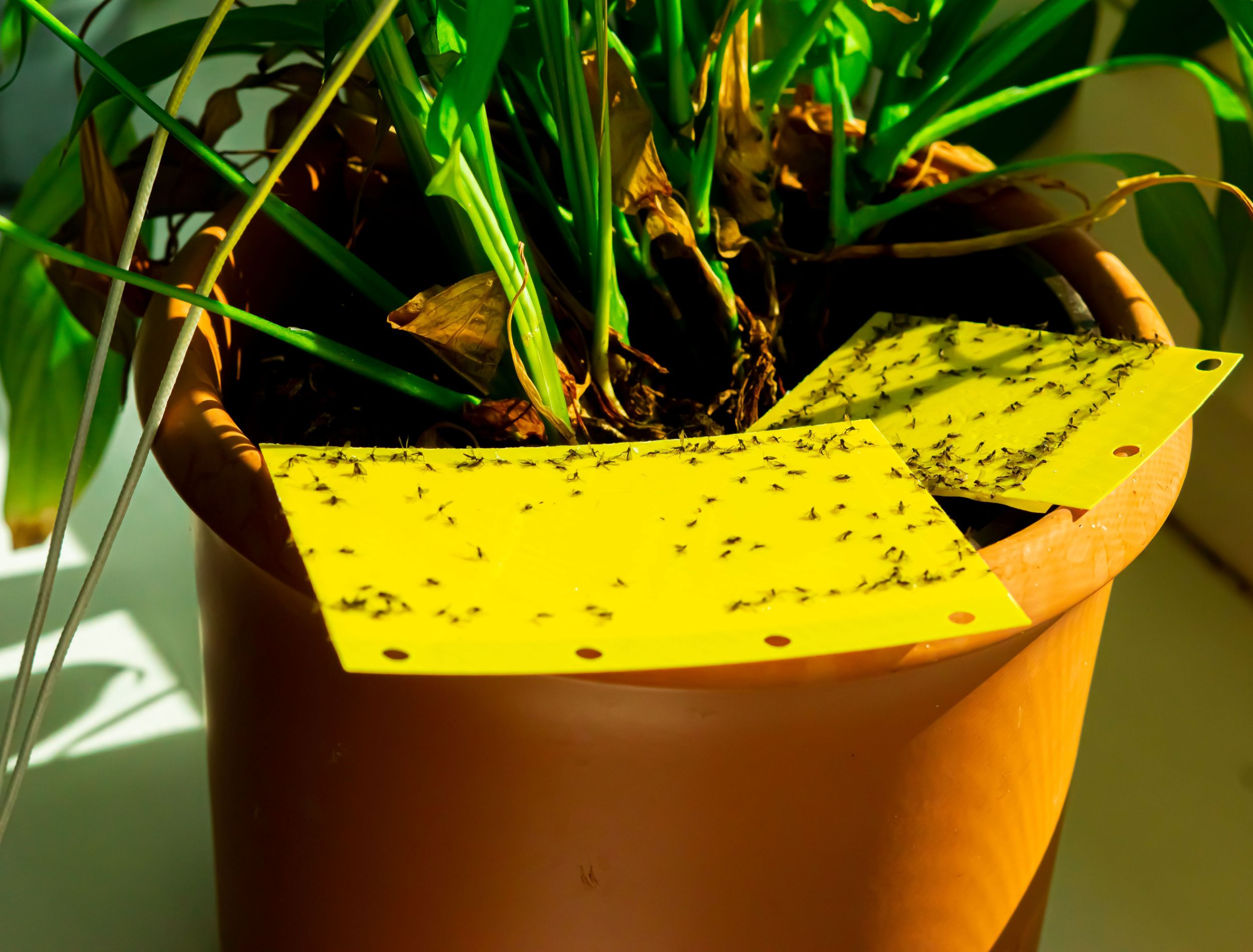 The Ultimate Guide to Removing Bugs From Houseplant Soil