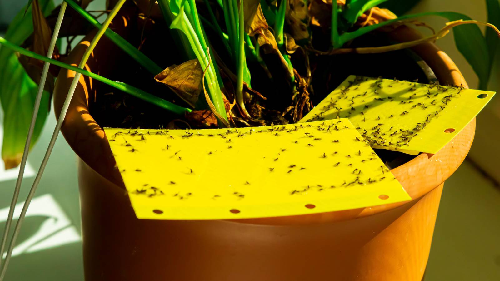 The Ultimate Guide to Removing Bugs From Houseplant Soil