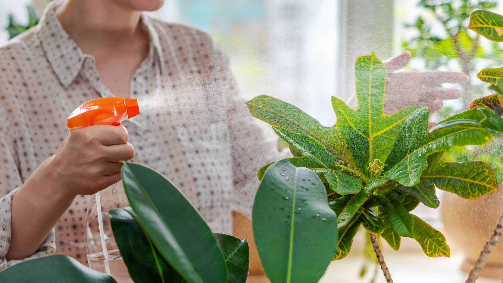 Unleashing the Power of Neem Oil: Finding the Perfect Frequency for Your  Plants