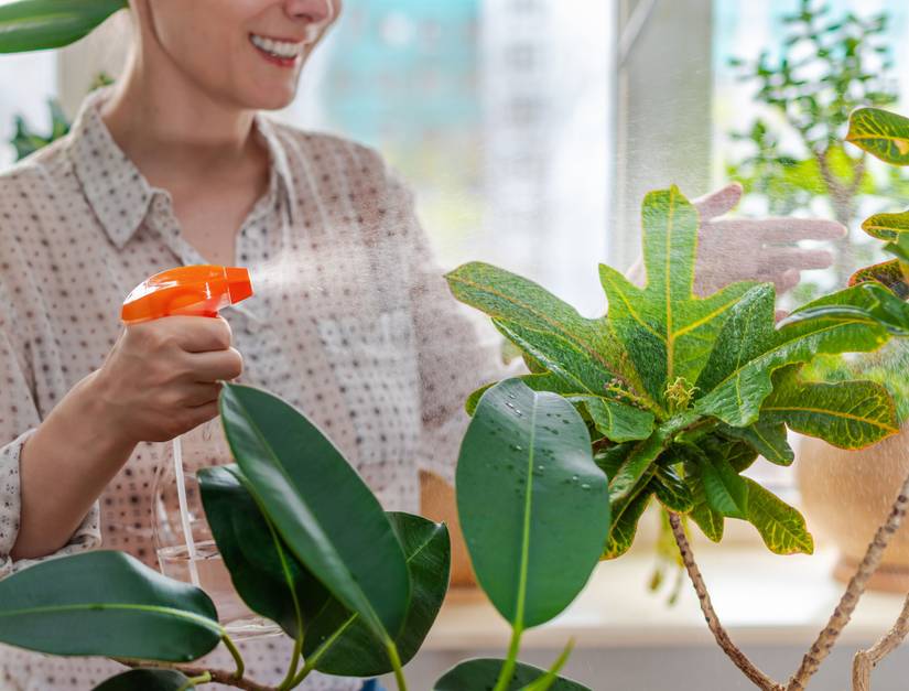 Computer Not Working Neem 6 Plants You Should Not Use Neem Oil On