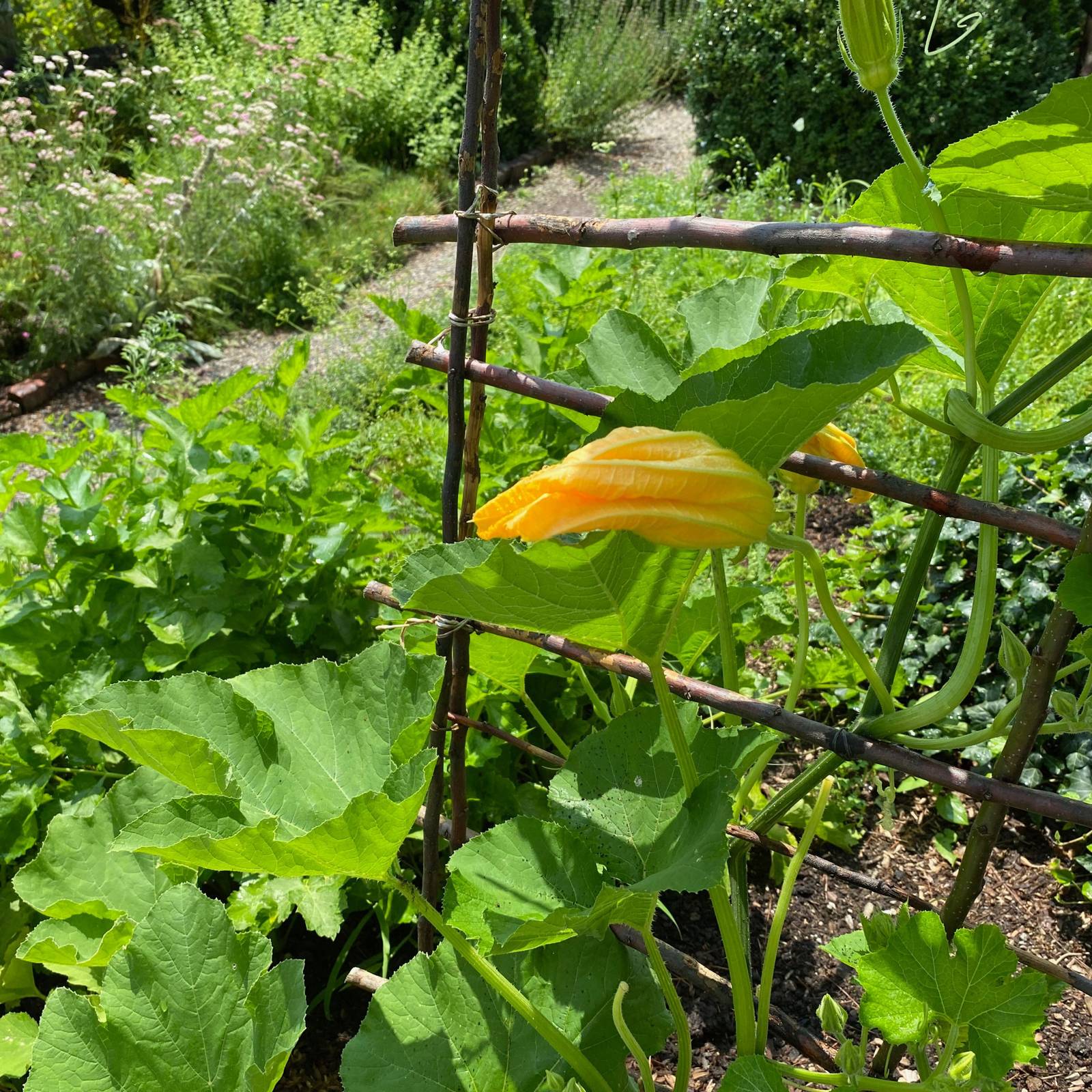 From Sprawling to Soaring: Learn to Grow Zucchini Vertically