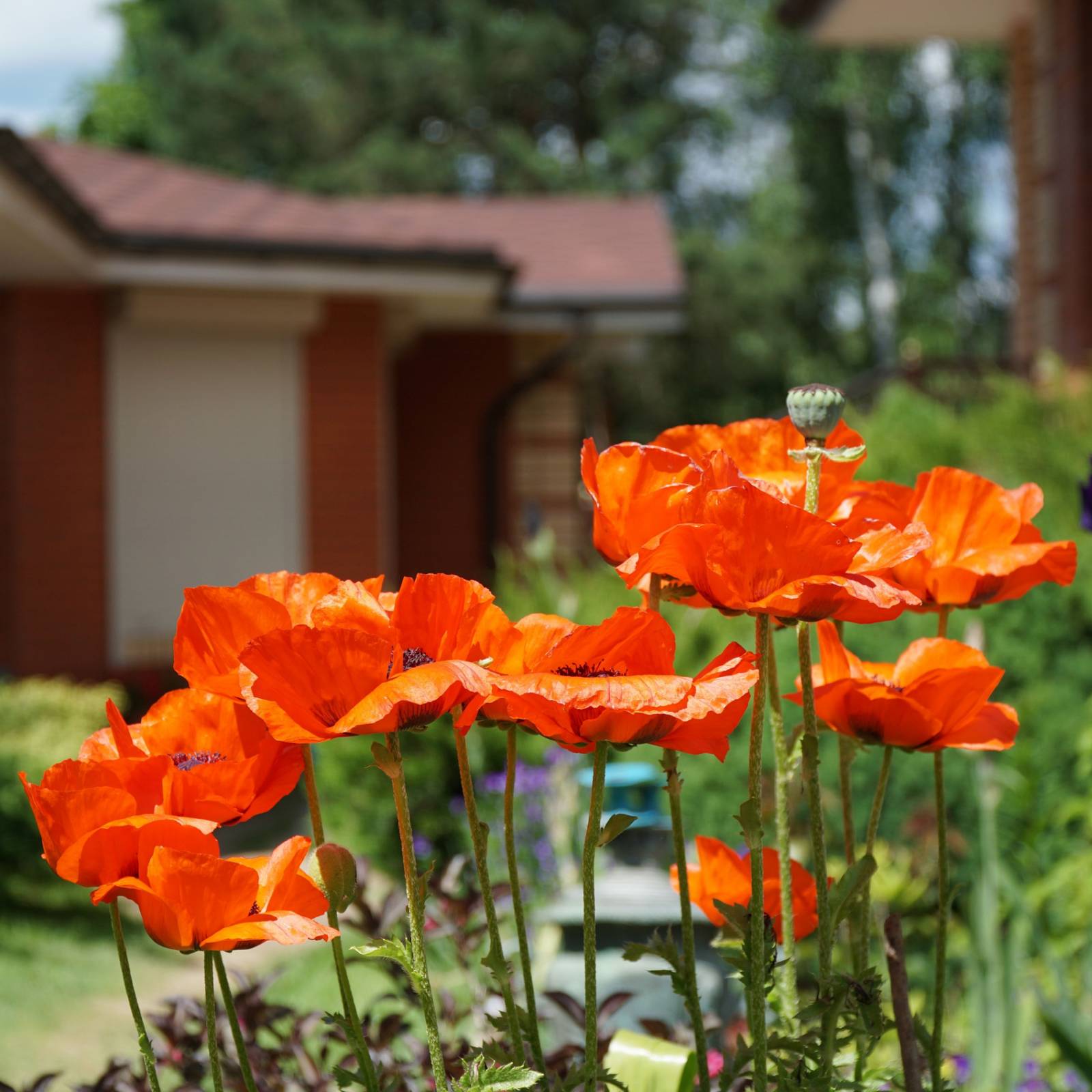 6 Types of Poppies to Grow in Your Garden