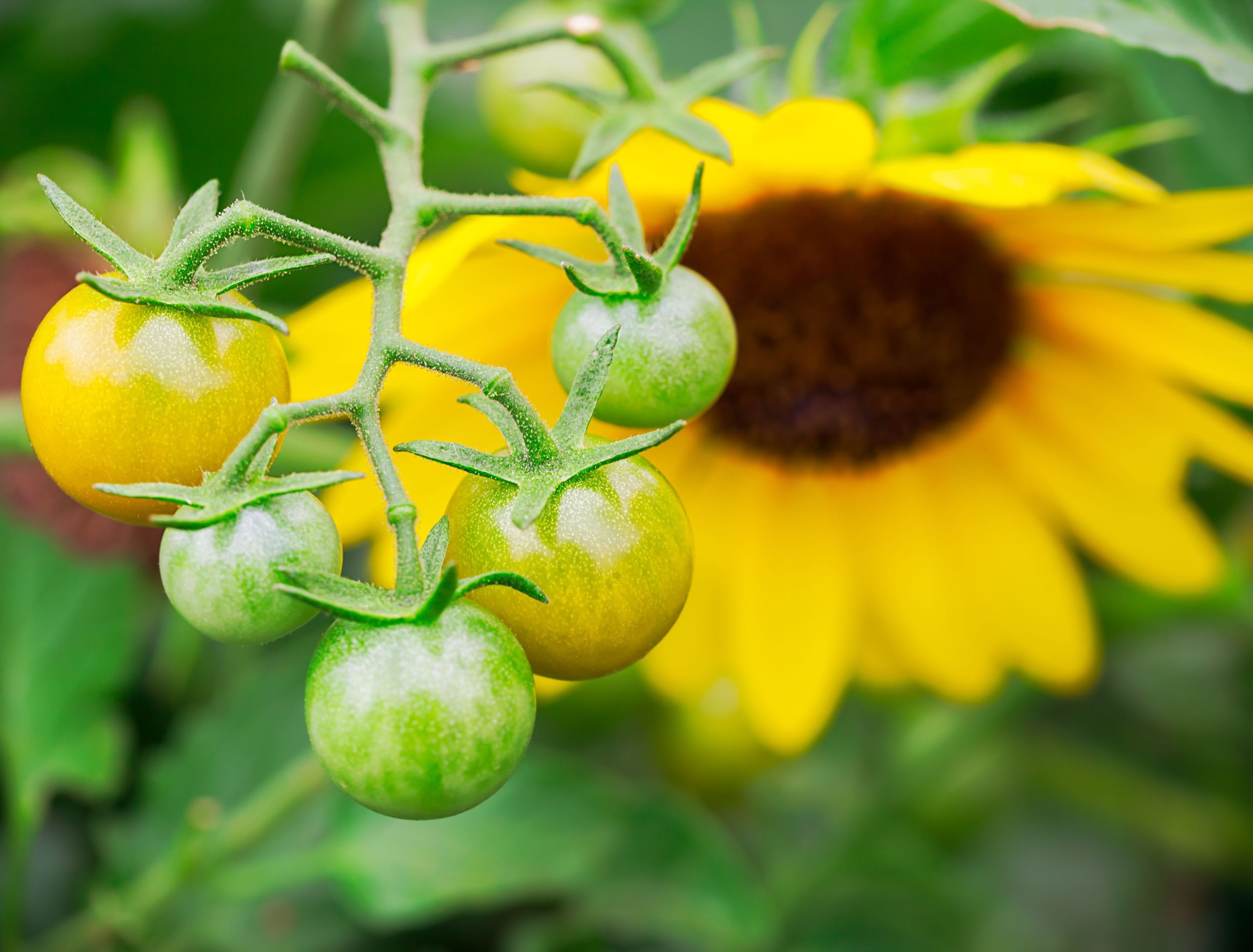 6 Sunflower Companion Plants