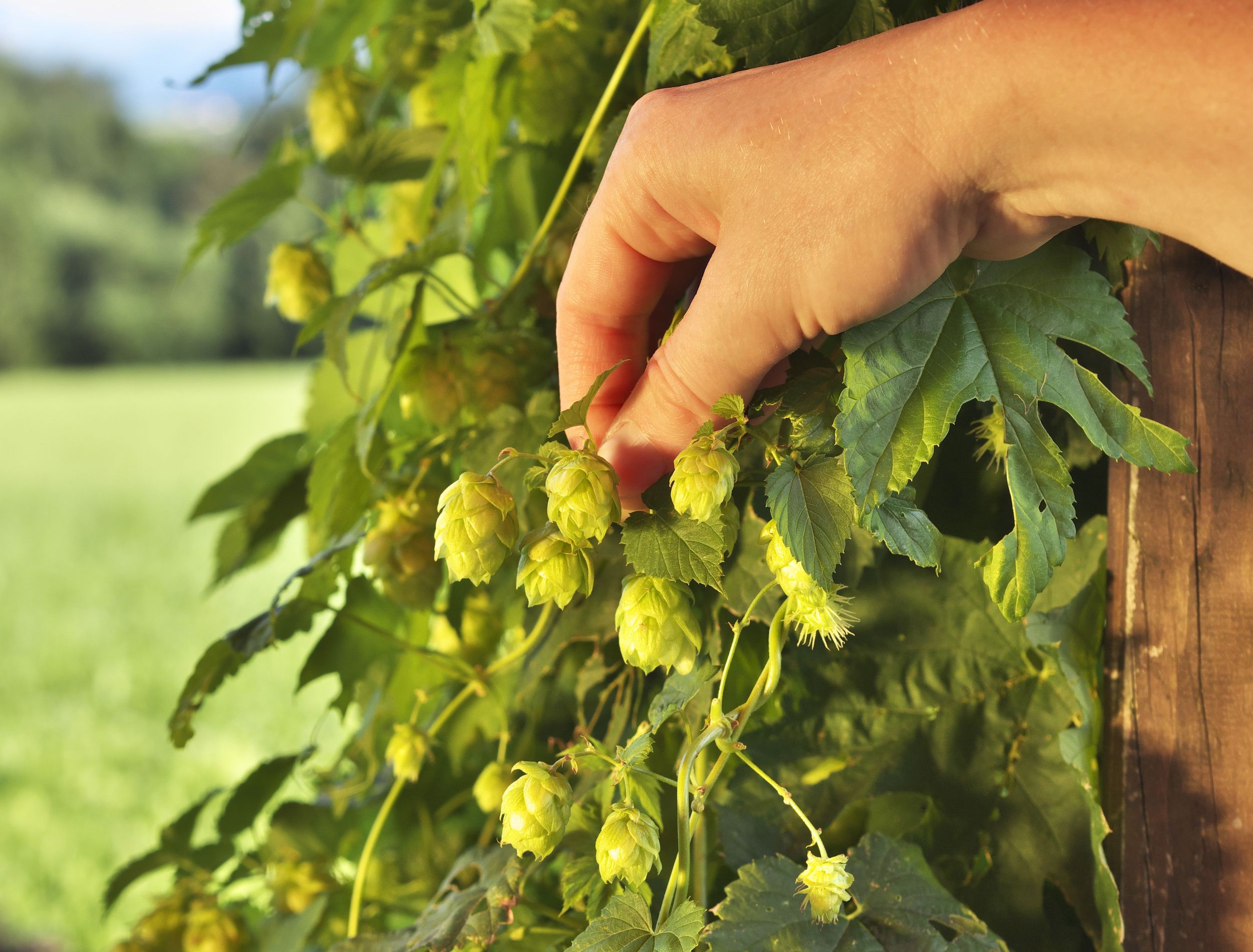 6 Beautiful Perennial Flowering Vines, image size:2500x1900