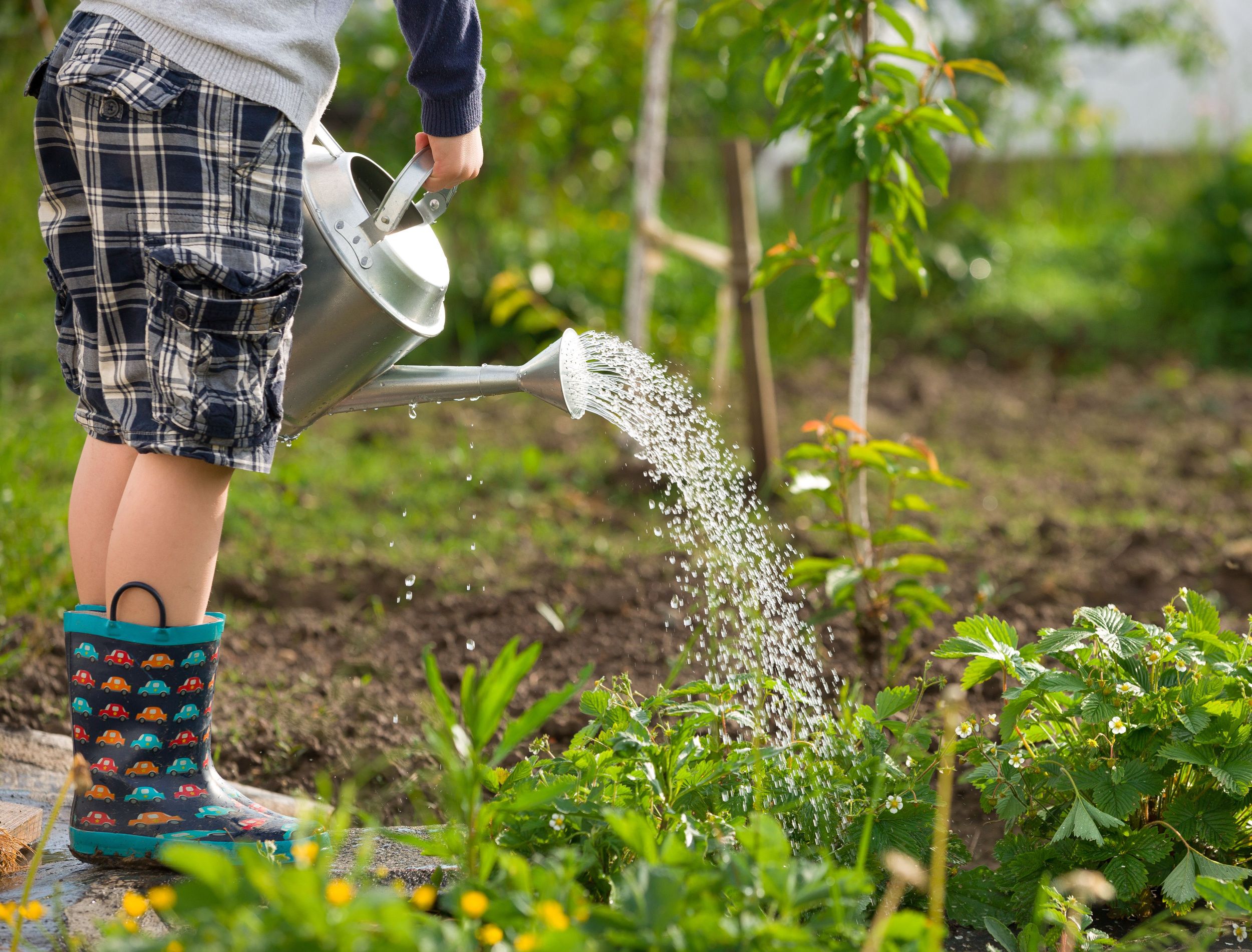 How Often You Should Water Your Garden
