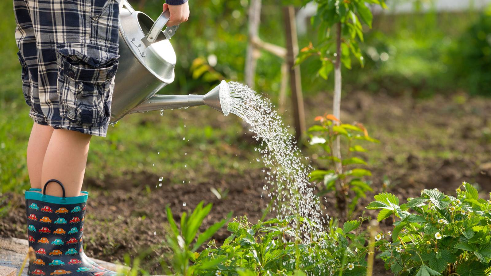 How Often You Should Water Your Garden