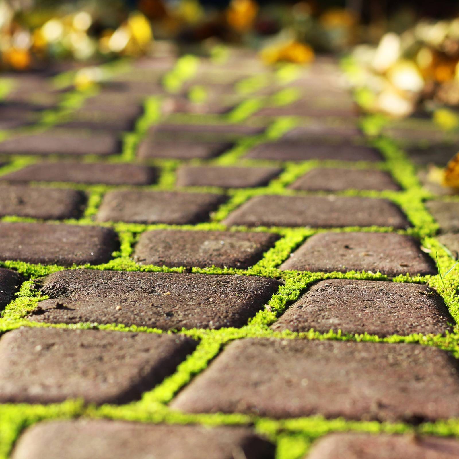 Best Grass to Plant between Pavers in Florida: Top Choices Revealed
