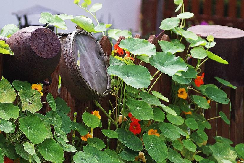 biodegradable planting pots Eco Square Fibre Biodegradable and Compostable Plant Pots (5cm) main image 1