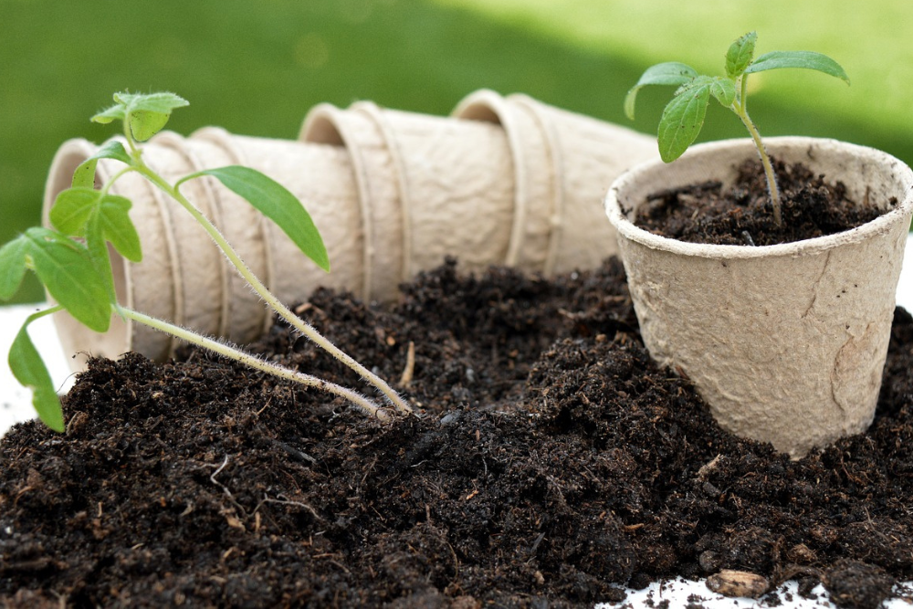 How to Grow Eggplant in Containers