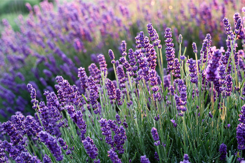 7 Best Companion Plants for Rosemary