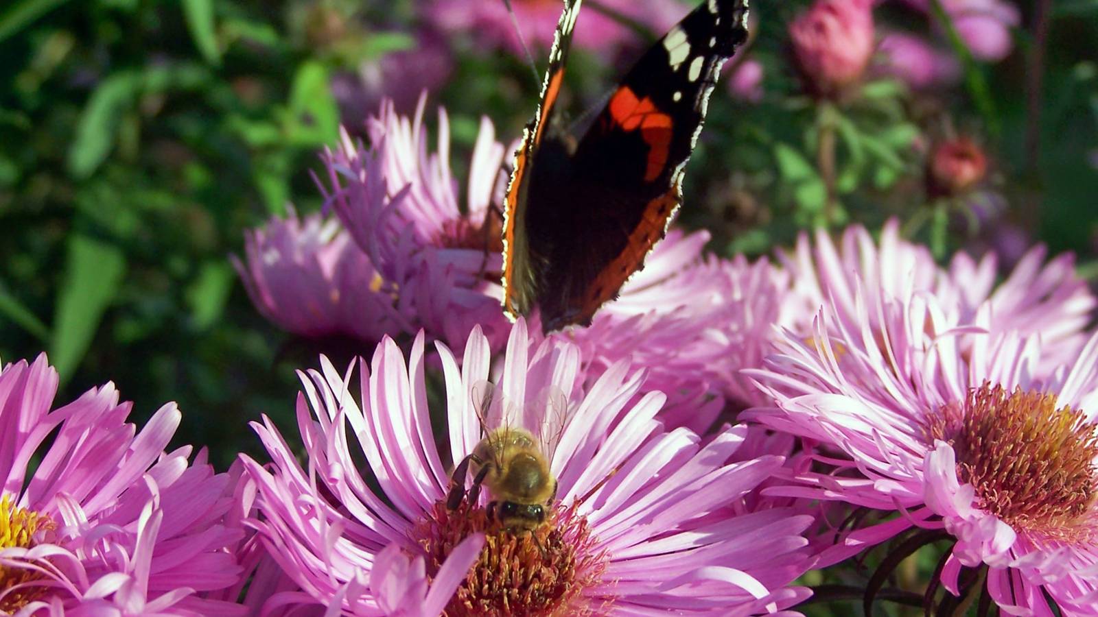 7 Ways to Make a Pollinator-Friendly Yard