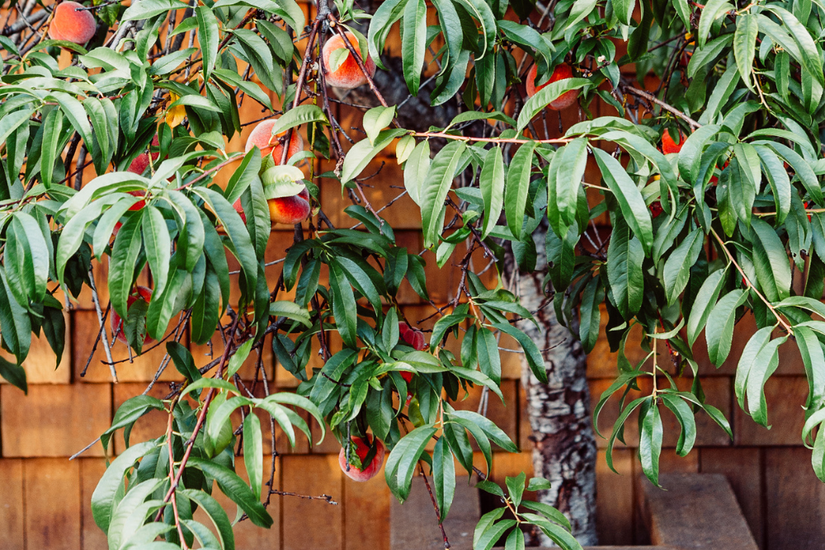 Rustic Peach Tree 6 Tips on Growing a Peach Tree in Your Backyard