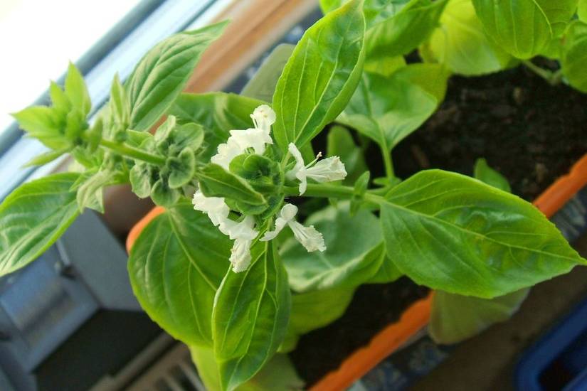 How to Properly Prune Basil For a Larger Yield
