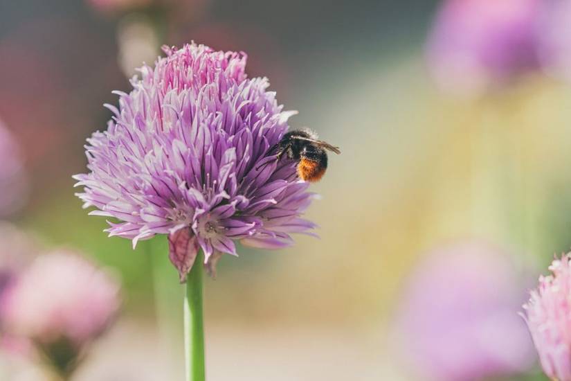 6 Benefits of Growing Chives in Your Garden