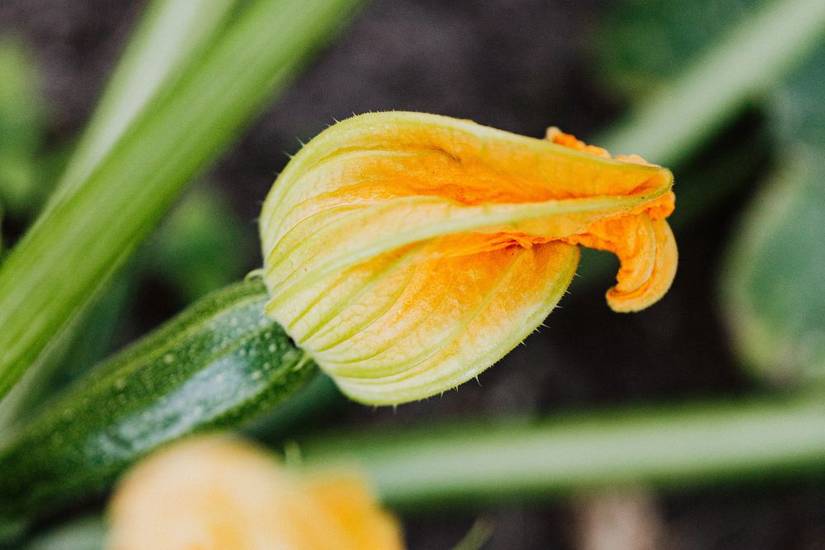 Why You Should Grow Zucchini Vertically