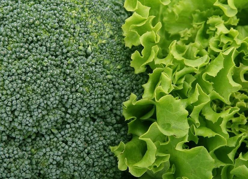 6 Best Companion Plants for Broccoli