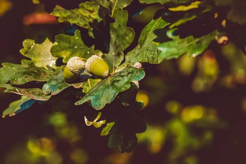4 Types of Oak Trees for Your Landscape