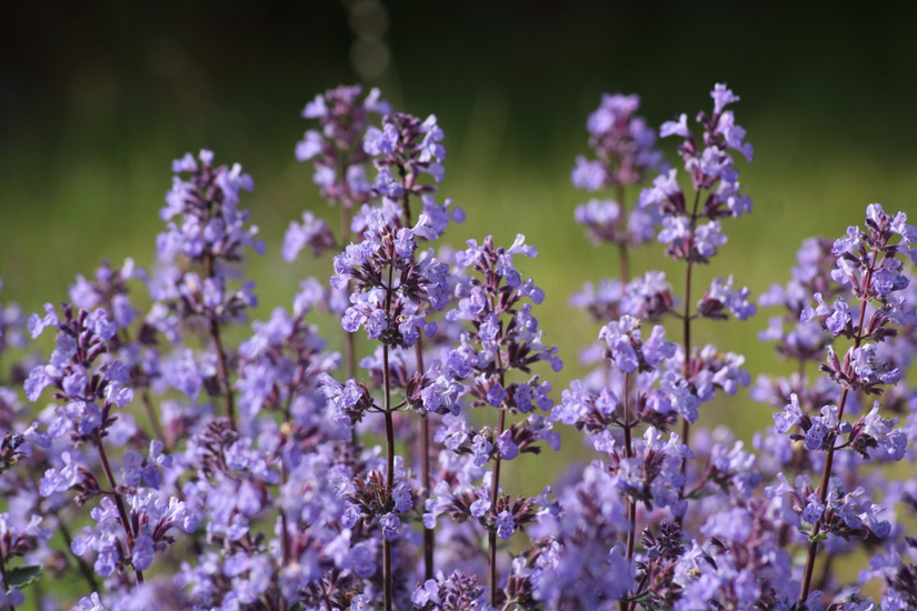 6 Plants That Repel Ants